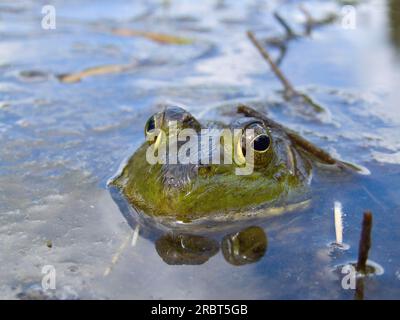 American Bullfrog (Rana catesbeiana), la Mauricie National Park, Quebec, Canada Foto Stock