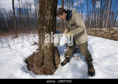 Uomo che controlla il banco di sap d'acero in secchio, St.Mathieu du Lac, Quebec, che produce sciroppo d'acero, Canada Foto Stock