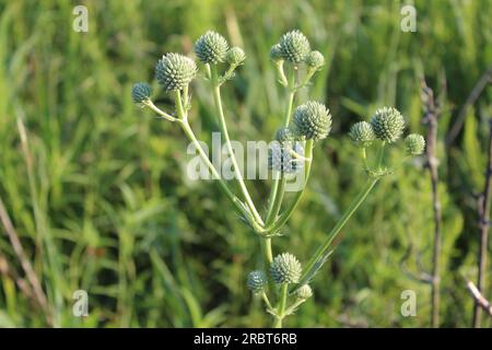 Maestra di serpenti a sonagli a Wayside Woods a Morton Grove, Illinois Foto Stock