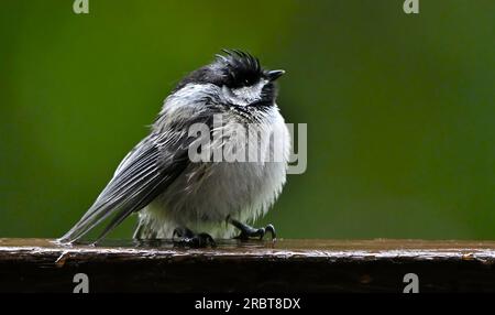 Una "Poecile atricapillus" dal tetto nero, bagnata dalla pioggia estiva Foto Stock