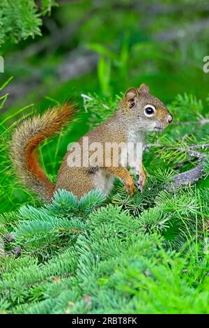 Un giovane scoiattolo rosso "Tamiasciurus hudsonicus", in posizione eretta su un ramo di abete rosso per avere una migliore visione dell'ambiente circostante Foto Stock