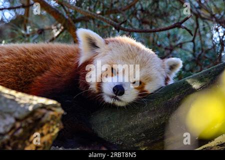 Panda rosso Foto Stock