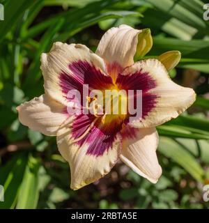 "Moonlit Masquerade" Daylily, Daglilja (Hemerocallis)Hemerocallis Foto Stock