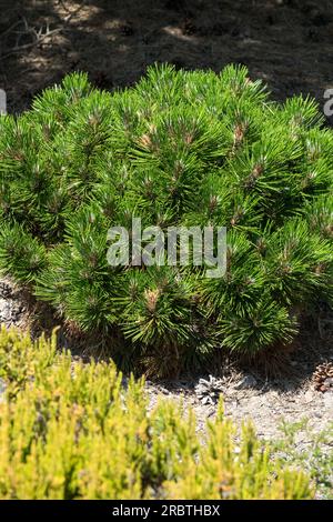 Pinus heldreichii "Smidtii", Giardino, compatta, crescita, forma, Pino bosniaco, albero Foto Stock
