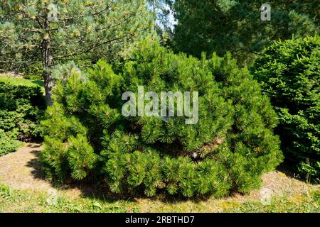 Compact, Pine, Pinus heldreichii "Smidtii", Pino bosniaco, Evergreen, Giardino Foto Stock