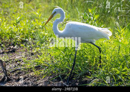 Un'elegante grande egretta (Ardea alba) che si avvicina ad uno stagno sull'isola di Amelia nel nord-est della Florida. (USA) Foto Stock