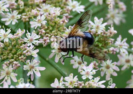 Un Pellucid vola su fiori bianchi Foto Stock