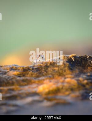 Gli occhi di Mudskipper che sfrecciano da una roccia sulla spiaggia la sera, Foto Stock