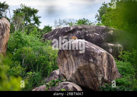 Leopardo dello Sri Lanka che riposa su una roccia in lontananza, splendido paesaggio paesaggistico presso il parco nazionale di Yala, Sri Lanka. Foto Stock