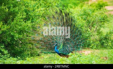 Il corteggiamento di elegante pavone maschile, iridescente colorato motivo di piume della coda ad angolo, splendida danza di uccelli indiani maschi a Yala na Foto Stock