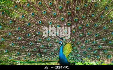 Il corteggiamento di elegante pavone maschile, iridescente colorato motivo di piume della coda da vicino, bella danza di uccelli indiani maschi a Yala natio Foto Stock