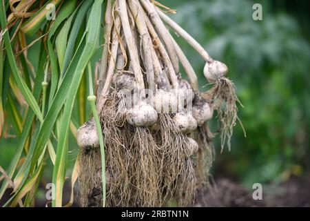 Asciugatura dell'aglio eseguita di recente. Foto Stock