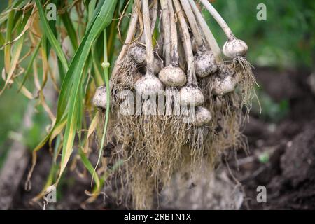 Asciugatura dell'aglio eseguita di recente. Foto Stock