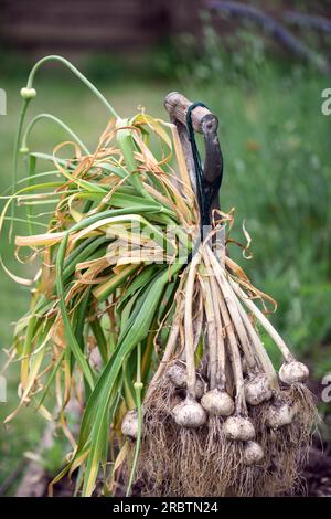 Asciugatura dell'aglio eseguita di recente. Foto Stock