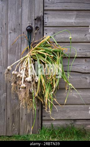 Asciugatura dell'aglio eseguita di recente. Foto Stock