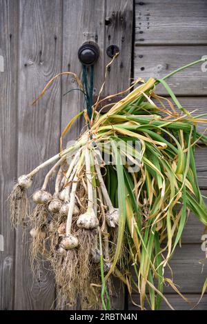 Asciugatura dell'aglio eseguita di recente. Foto Stock