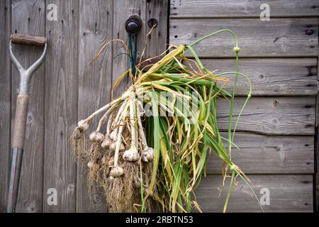 Asciugatura dell'aglio eseguita di recente. Foto Stock