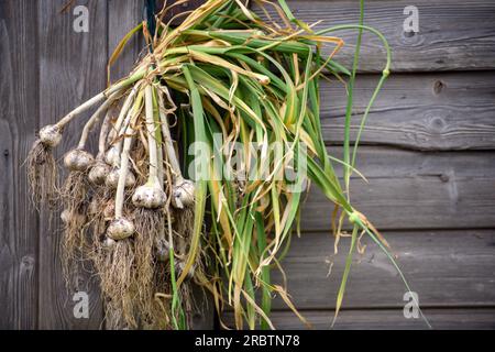 Asciugatura dell'aglio eseguita di recente. Foto Stock