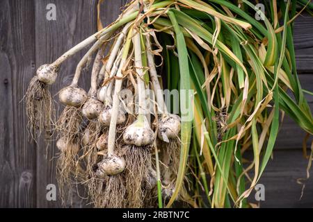 Asciugatura dell'aglio eseguita di recente. Foto Stock