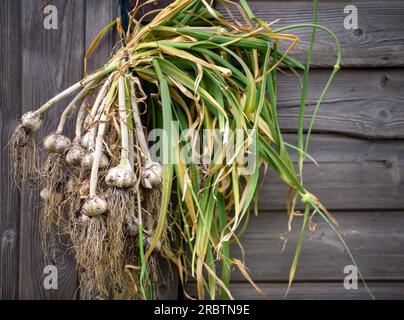 Asciugatura dell'aglio eseguita di recente. Foto Stock