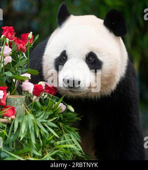 (230711) - SEOUL, 11 luglio 2023 (Xinhua) - questa foto mostra il panda gigante ai Bao all'Everland Resort di Yongin, Corea del Sud. Ai Bao, un panda gigante affittato dalla Cina alla Corea del Sud sette anni fa, ha dato alla luce cuccioli gemelli il 7 luglio. (Everland Resort/Handout via Xinhua) credito: Xinhua/Alamy Live News Foto Stock