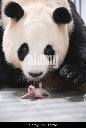 (230711) -- SEOUL, 11 luglio 2023 (Xinhua) -- panda gigante ai Bao e il suo cucciolo sono raffigurati all'Everland Resort di Yongin, Corea del Sud, 7 luglio 2023. Ai Bao, un panda gigante affittato dalla Cina alla Corea del Sud sette anni fa, ha dato alla luce cuccioli gemelli il 7 luglio. (Everland Resort/Handout via Xinhua) credito: Xinhua/Alamy Live News Foto Stock