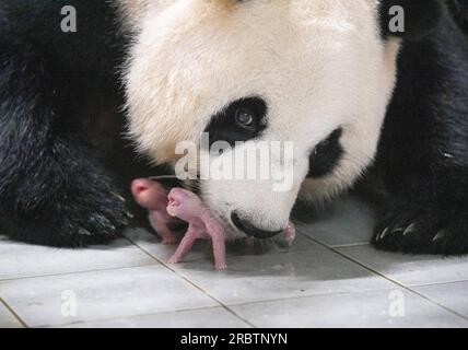 (230711) -- SEOUL, 11 luglio 2023 (Xinhua) -- panda gigante ai Bao e i suoi cuccioli sono raffigurati all'Everland Resort di Yongin, Corea del Sud, 7 luglio 2023. Ai Bao, un panda gigante affittato dalla Cina alla Corea del Sud sette anni fa, ha dato alla luce cuccioli gemelli il 7 luglio. (Everland Resort/Handout via Xinhua) credito: Xinhua/Alamy Live News Foto Stock