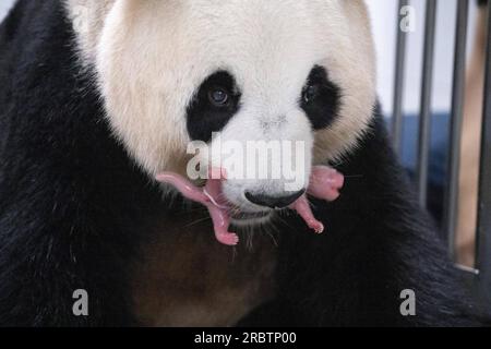 (230711) -- SEOUL, 11 luglio 2023 (Xinhua) -- panda gigante ai Bao e il suo cucciolo sono raffigurati all'Everland Resort di Yongin, Corea del Sud, 7 luglio 2023. Ai Bao, un panda gigante affittato dalla Cina alla Corea del Sud sette anni fa, ha dato alla luce cuccioli gemelli il 7 luglio. (Everland Resort/Handout via Xinhua) credito: Xinhua/Alamy Live News Foto Stock