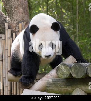 (230711) - SEOUL, 11 luglio 2023 (Xinhua) - questa foto mostra il panda gigante le Bao all'Everland Resort di Yongin, Corea del Sud. Ai Bao, un panda gigante affittato dalla Cina alla Corea del Sud sette anni fa, ha dato alla luce cuccioli gemelli il 7 luglio. (Everland Resort/Handout via Xinhua) credito: Xinhua/Alamy Live News Foto Stock