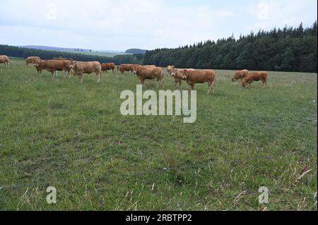 Sankt Vith, Belgio. 2 luglio 2023. Le mucche brune stanno in piedi in una via credito: Horst Galuschka/dpa/Alamy Live News Foto Stock