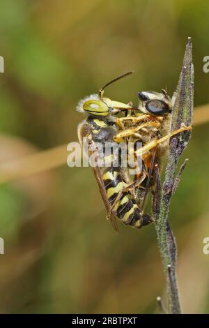 Primo piano naturale su una grande vespa di sabbia europea, Bembix rostrata che mangia un Dronfly, Eristalis, preda Foto Stock