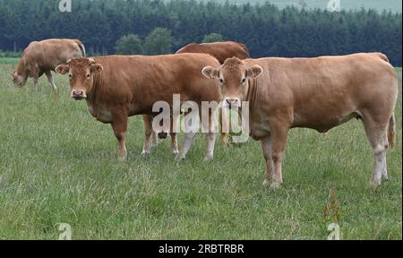 Sankt Vith, Belgio. 2 luglio 2023. Le mucche brune stanno in piedi in una via credito: Horst Galuschka/dpa/Alamy Live News Foto Stock