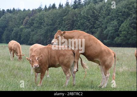 Sankt Vith, Belgio. 2 luglio 2023. Le mucche brune stanno in piedi in una via credito: Horst Galuschka/dpa/Alamy Live News Foto Stock