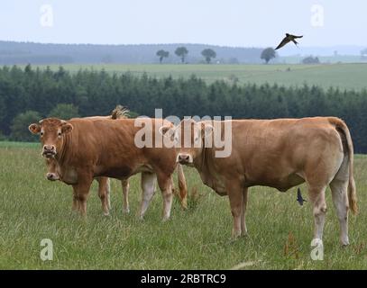 Sankt Vith, Belgio. 2 luglio 2023. Le mucche brune stanno in piedi in una via credito: Horst Galuschka/dpa/Alamy Live News Foto Stock