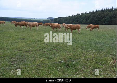 Sankt Vith, Belgio. 2 luglio 2023. Le mucche brune stanno in piedi in una via credito: Horst Galuschka/dpa/Alamy Live News Foto Stock