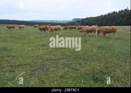 Sankt Vith, Belgio. 2 luglio 2023. Le mucche brune stanno in piedi in una via credito: Horst Galuschka/dpa/Alamy Live News Foto Stock