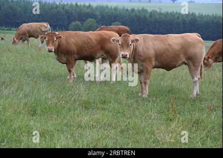 Sankt Vith, Belgio. 2 luglio 2023. Le mucche brune stanno in piedi in una via credito: Horst Galuschka/dpa/Alamy Live News Foto Stock