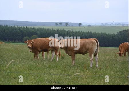 Sankt Vith, Belgio. 2 luglio 2023. Le mucche brune stanno in piedi in una via credito: Horst Galuschka/dpa/Alamy Live News Foto Stock