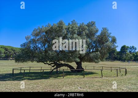 Vecchio olivo sull'arcipelago delle Brijuni in Croazia Europa Foto Stock