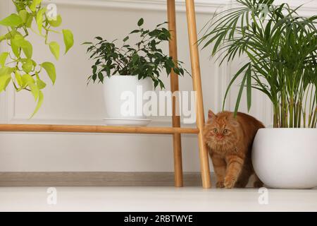 Adorabile gatto vicino alle piante da casa verdi a casa Foto Stock