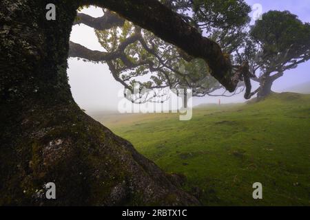 Un uomo gode della splendida vista della Foresta Fanal durante una giornata primaverile nebbiosa, Porto Moniz, Madeira, Portogallo, Europa Foto Stock