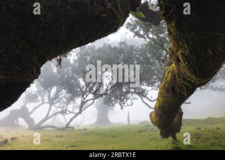 Un uomo gode della splendida vista della Foresta Fanal durante una giornata primaverile nebbiosa, Porto Moniz, Madeira, Portogallo, Europa Foto Stock