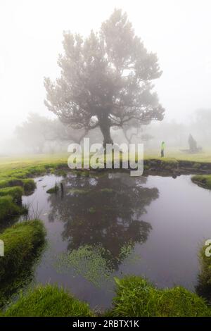 Un uomo gode della splendida vista della Foresta Fanal durante una giornata primaverile nebbiosa, Porto Moniz, Madeira, Portogallo, Europa Foto Stock