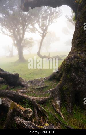 Un uomo gode della splendida vista della Foresta Fanal durante una giornata primaverile nebbiosa, Porto Moniz, Madeira, Portogallo, Europa Foto Stock