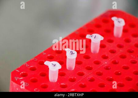Una persona sta raccogliendo un campione da gamberetti infetti dal virus della macchia bianca Foto Stock