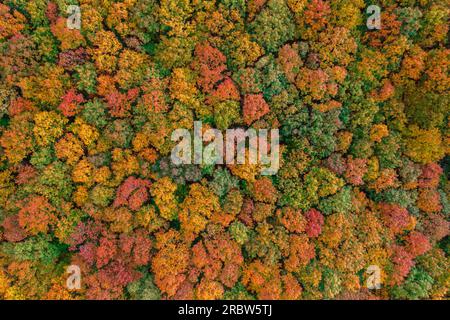 Vista aerea dall'alto verso il basso sulla splendida foresta autunnale con colori caldi e alberi colorati. Foto Stock