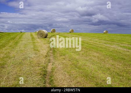 Balle circolari di fieno in attesa di essere raccolte. Il sentiero della Cleveland Way attraversa questo campo vicino a Whitby. Foto Stock