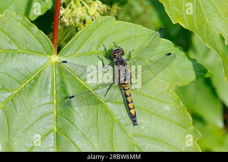 Große Moosjungfer, grosse Moosjungfer, Große Moorjungfer, Weibchen, Leucorrhinia pectoralis, Large white face con faccia bianca più scura, con macchie gialle, female Foto Stock