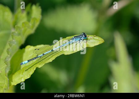 Hufeisen-Azurjungfer, Männchen, Hufeisenazurjungfer, Azurjungfer, Coenagrion puella, Azure Damselfly, maschio, l'agrion jouvencelle Foto Stock