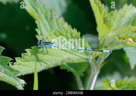 Hufeisen-Azurjungfer, Männchen, Hufeisenazurjungfer, Azurjungfer, Coenagrion puella, Azure Damselfly, maschio, l'agrion jouvencelle Foto Stock